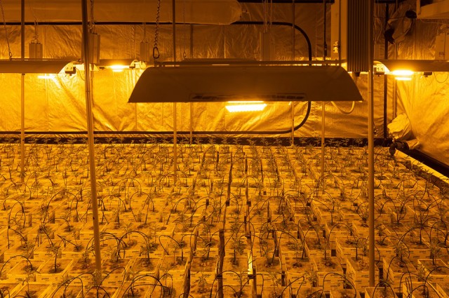 Agriculture lighting with Sapphire glass